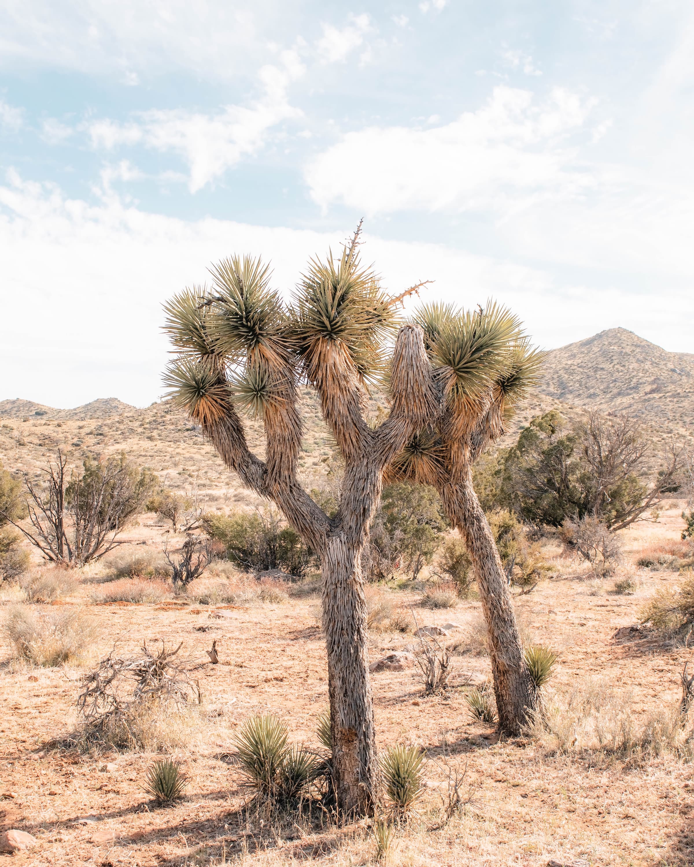 Adventure trail through desert landscape beneath a colorful dusk sky